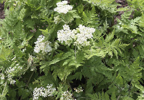Unusual herbs to grow now Sweet cicely has a mild sugary aniseed flavour.